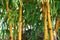Bamboo growing - natural yellow