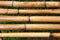 Bamboo horizontal lines texture