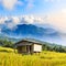 Bamboo hut and rice field with rice stubble left after harvesting at Ban Pa Pong Piang at sunset, Chiang Mai province, Thailand