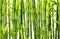 Bamboo jungle background