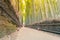 Bamboo Jungle walking path,