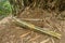 Bamboo laths tied in burrs. A hoe and a bundle of chopped bamboos lie on clay ground among the withered leaves. Simple working too