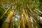 Bamboo with leaf against sky.