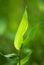 Bamboo Leaf Closeup