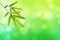 Bamboo leaf and Green nature light bokeh background