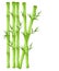 Bamboo with leaf illustration. Asian bambu zen plants background