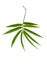 Bamboo leaf isolated on white background. include clipping path japanese