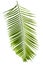 Bamboo leaf isolated on white backgroundpalm leaf isolated on white background with clipping path leaves