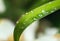 Bamboo leaf with water drops