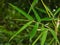Bamboo Leaves. Bambusa tulda, or Indian timber bamboo, is considered to be one of the most useful of bamboo species. It is native