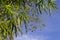 Bamboo leaves on blue sky background. Bamboo leaf on sky. Asian nature zen photo background.