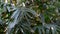 Bamboo leaves at the garden