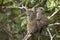 Bamboo lemurs