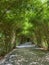 Bamboo natural corridor with sun glare in Kiwengwa, Zanzibar