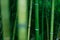 Bamboo natural japanese background wallpaper