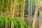 Bamboo office area