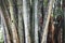 Bamboo old forest background. Sri Lanka, botanical garden in Kandy