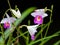 Bamboo orchid flower in white pink Arundina graminifolia in th