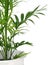 Bamboo palm