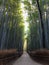 Bamboo Path Arashiyama