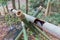 Bamboo Pipeline in the Forest