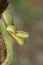 BAMBOO PIT VIPER. Trimeresurus gramineus seen at matheran