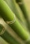 Bamboo plant