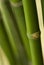 Bamboo plant