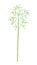 Bamboo plant. Bamboos or bambusa one tree. Bambos green leaves and stalk. Flat vector color Illustration