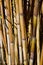 Bamboo plants