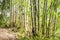 Bamboo Plants in Mindo Ecuador 2