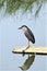 On a bamboo raft, night heron is ready for fishing.