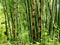 Bamboo in a Rainforest
