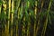 Bamboo rainforest. Bamboo plant. Bamboo trees in wood