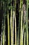 Bamboo,rare plants in the parks of Opatija, Kvarner bay, Croatia