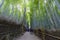 The bamboo road in Arashiyama
