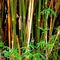 Bamboo Rods With Leaves In A Forest