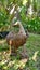 Bamboo root duck doll