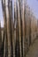 Bamboo sea defences and native spices reserve helping to re grow mangrove forests Thailand Asia
