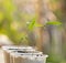 Bamboo seedlings growing beautiful with blurred background