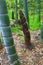 Bamboo shoot (Bamboo sprout) on the ground at bamboo forest