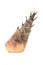 Bamboo shoot isolated