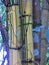 Bamboo species. Phyllostachys Vivax. Giant Timber Bamboo