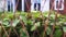 Bamboo Stakes Fence Off the Eggplant Plants.