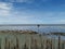 Bamboo stakes at low tide