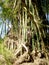 Bamboo stakes in the rainforest of Jamaica