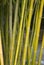 Bamboo Stalks