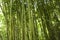 Bamboo Stalks