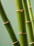 Bamboo stalks