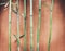 Bamboo stalks against wall, oriental background